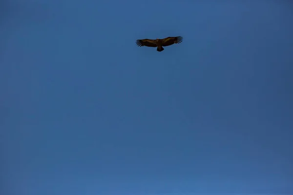 Zbor Vultur Cerdanya Lleida Pirinei Catalonia Nordul Spaniei — Fotografie, imagine de stoc