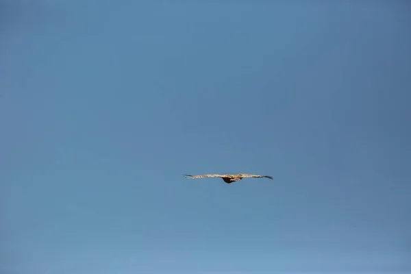 Vuelo Buitre Cerdanya Lleida Pirineos Cataluña Norte España — Foto de Stock