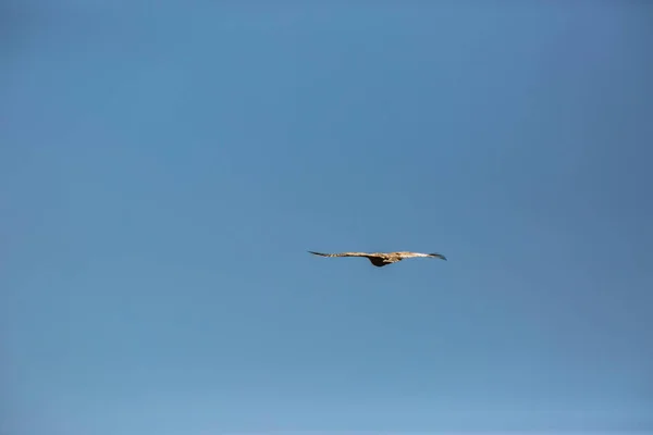 Vulture Flight Cerdanya Lleida Pyrenéerna Katalonien Norra Spanien — Stockfoto