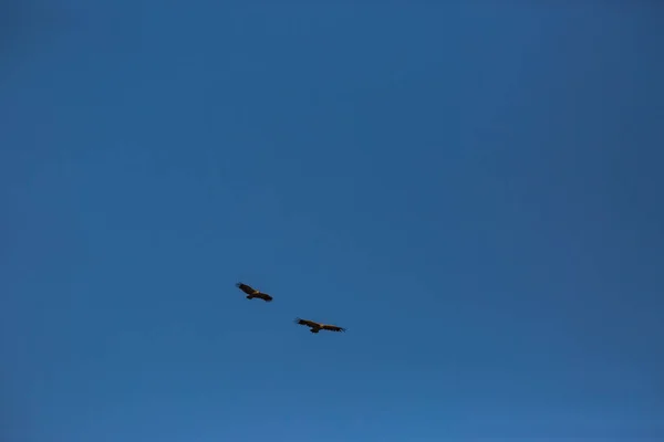 Akbaba Uçuşu Cerdanya Lleida Pireneler Katalonya Kuzey Spanya — Stok fotoğraf