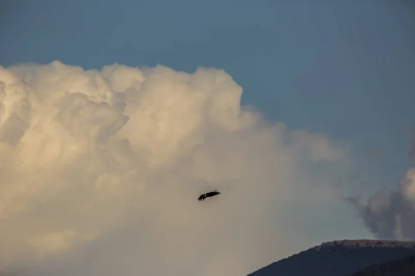 Vuelo Buitre Cerdanya Lleida Pirineos Cataluña Norte España — Foto de Stock