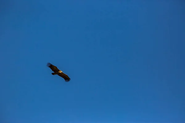 Volo Dell Avvoltoio Cerdanya Lleida Pirenei Catalogna Spagna Settentrionale — Foto Stock