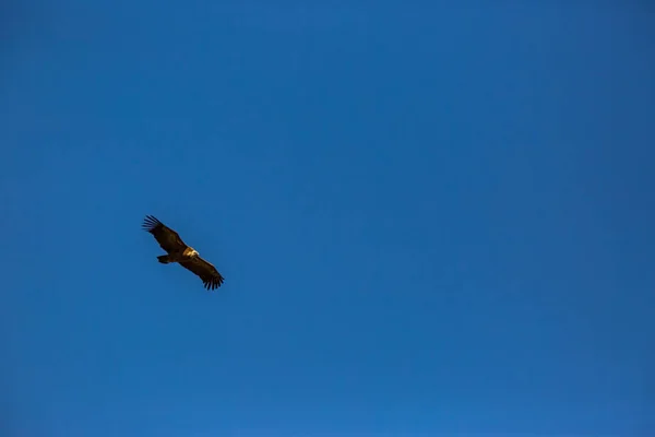 Zbor Vultur Cerdanya Lleida Pirinei Catalonia Nordul Spaniei — Fotografie, imagine de stoc