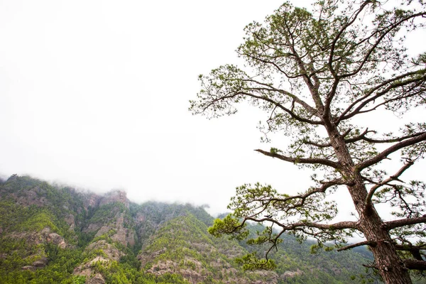 Cumprecita, Caldera De Taburiente, La Palma Adası, Kanarya Adaları, İspanya