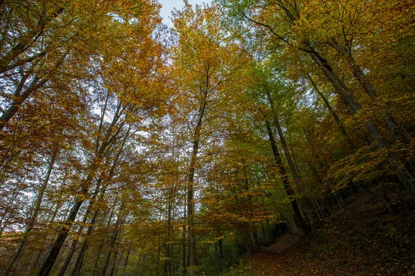 Autumn Scene Camprodon Ripolles Pyrenees Spain — Stock Photo, Image