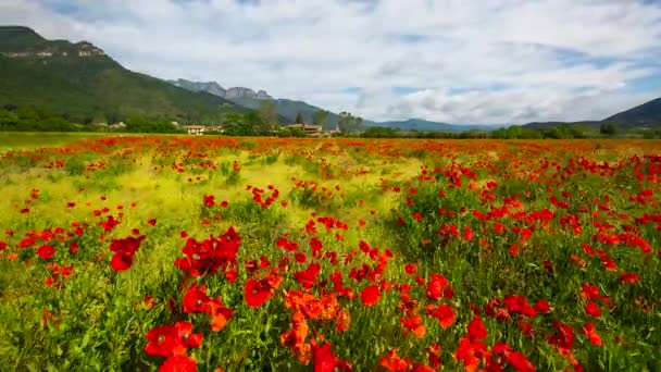 Hostalets Bas Garrotxa スペインのポピーの花と春の時間経過シーン — ストック動画