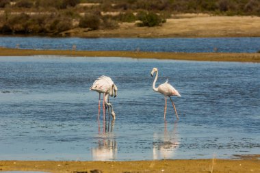 Delta de l 'Ebre Doğa Parkı, Tarragona, Katalonya, İspanya