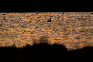 Delta de l 'Ebre Doğa Parkı, Tarragona, Katalonya, İspanya