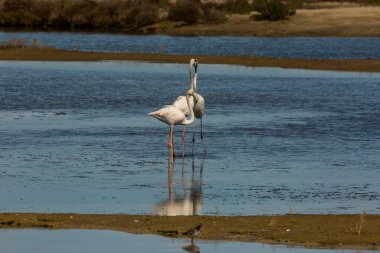 Delta de l 'Ebre Doğa Parkı, Tarragona, Katalonya, İspanya