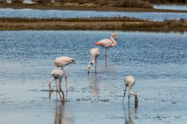 Delta de l 'Ebre Doğa Parkı, Tarragona, Katalonya, İspanya