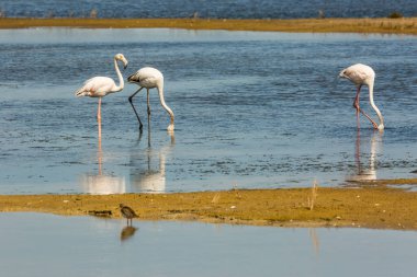 Delta de l 'Ebre Doğa Parkı, Tarragona, Katalonya, İspanya