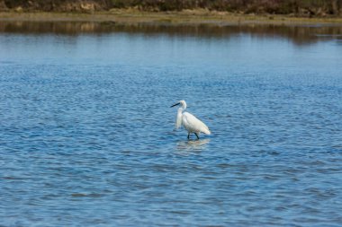 Delta de l 'Ebre Doğa Parkı, Tarragona, Katalonya, İspanya