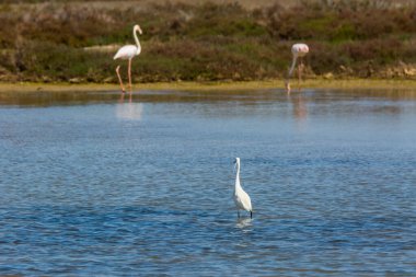 Delta de l 'Ebre Doğa Parkı, Tarragona, Katalonya, İspanya
