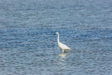 Delta de l 'Ebre Doğa Parkı, Tarragona, Katalonya, İspanya