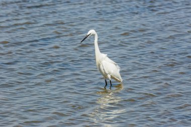 Delta de l 'Ebre Doğa Parkı, Tarragona, Katalonya, İspanya