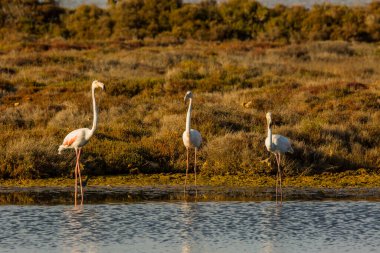 Delta de l 'Ebre Doğa Parkı, Tarragona, Katalonya, İspanya
