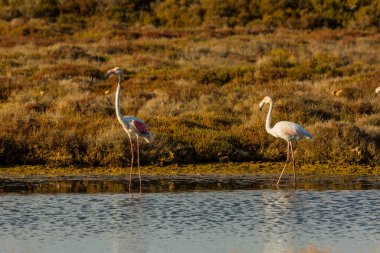 Delta de l 'Ebre Doğa Parkı, Tarragona, Katalonya, İspanya
