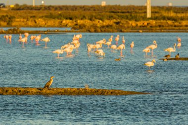 Delta de l 'Ebre Doğa Parkı, Tarragona, Katalonya, İspanya