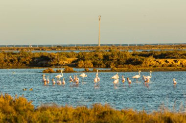 Delta de l 'Ebre Doğa Parkı, Tarragona, Katalonya, İspanya