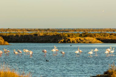Delta de l 'Ebre Doğa Parkı, Tarragona, Katalonya, İspanya