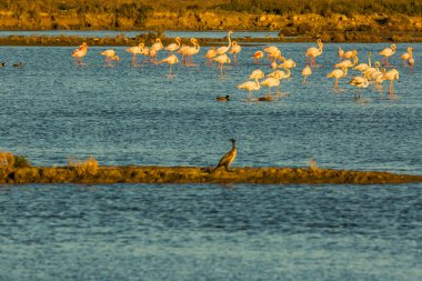 Delta de l 'Ebre Doğa Parkı, Tarragona, Katalonya, İspanya