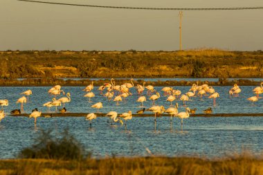 Delta de l 'Ebre Doğa Parkı, Tarragona, Katalonya, İspanya
