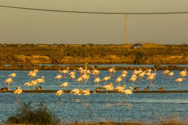 Delta de l 'Ebre Doğa Parkı, Tarragona, Katalonya, İspanya