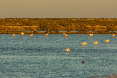 Delta de l 'Ebre Doğa Parkı, Tarragona, Katalonya, İspanya