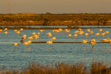 Delta de l 'Ebre Doğa Parkı, Tarragona, Katalonya, İspanya