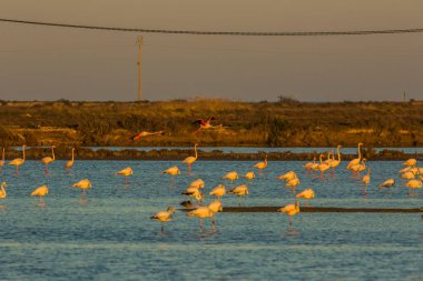 Delta de l 'Ebre Doğa Parkı, Tarragona, Katalonya, İspanya