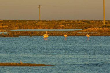 Delta de l 'Ebre Doğa Parkı, Tarragona, Katalonya, İspanya