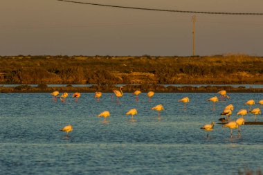 Delta de l 'Ebre Doğa Parkı, Tarragona, Katalonya, İspanya