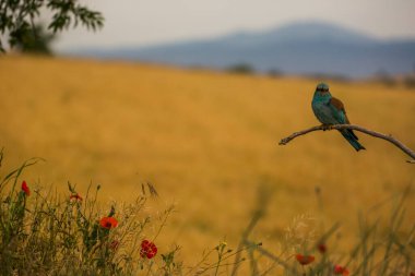 Montgai, Lleida, Katalonya, İspanya 'da Avrupa Roller' i (Coracias garrulus). Avrupa