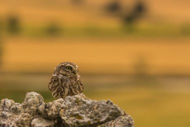 Küçük baykuş (Athene noctua) Montgai, Lleida, Katalonya, İspanya 'da. Avrupa