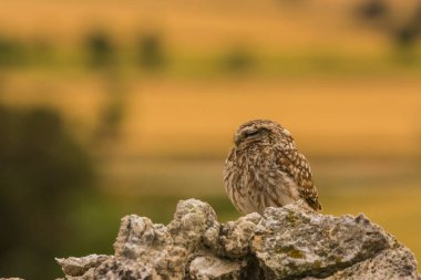 Küçük baykuş (Athene noctua) Montgai, Lleida, Katalonya, İspanya 'da. Avrupa