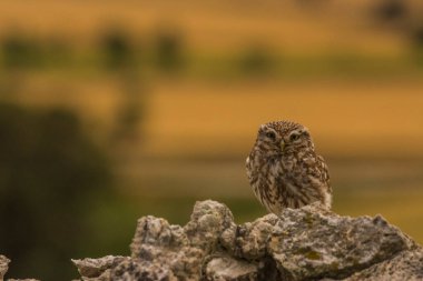 Küçük baykuş (Athene noctua) Montgai, Lleida, Katalonya, İspanya 'da. Avrupa