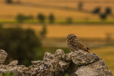 Küçük baykuş (Athene noctua) Montgai, Lleida, Katalonya, İspanya 'da. Avrupa