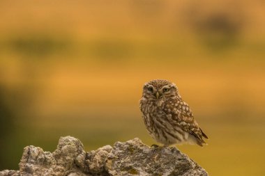 Küçük baykuş (Athene noctua) Montgai, Lleida, Katalonya, İspanya 'da. Avrupa