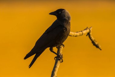 Kargalar (Corvus corax) ilkbaharda Montgai, Lleida, Katalonya, İspanya 'da. Avrupa