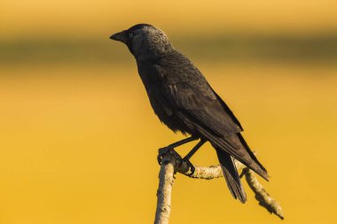 Kargalar (Corvus corax) ilkbaharda Montgai, Lleida, Katalonya, İspanya 'da. Avrupa