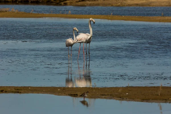 Delta de l 'Ebre Doğa Parkı, Tarragona, Katalonya, İspanya