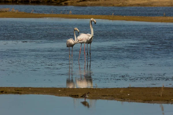 西班牙加泰罗尼亚塔拉戈纳Delta Ebre自然公园的Flamingos — 图库照片