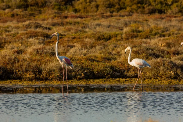 Delta de l 'Ebre Doğa Parkı, Tarragona, Katalonya, İspanya