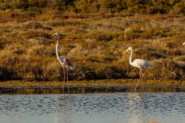 Flamingos Delta Ebre Naturpark Tarragona Katalonien Spanien — Stockfoto