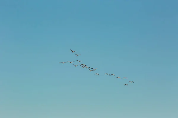 Flamingi Parku Przyrody Delta Ebre Tarragona Katalonia Hiszpania — Zdjęcie stockowe