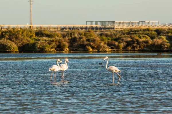 Flamingos Nel Parco Naturale Delta Ebre Tarragona Catalogna Spagna — Foto Stock