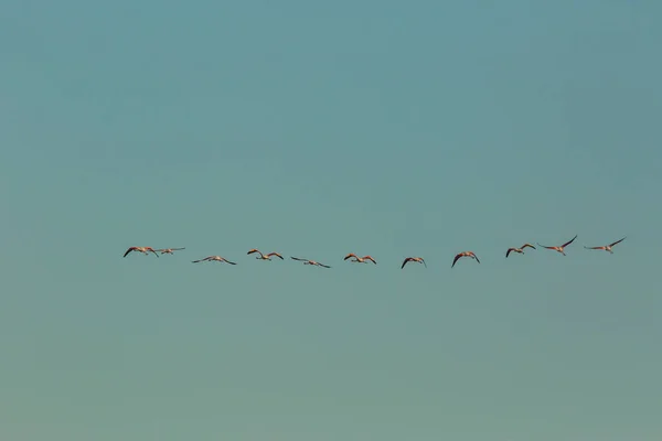 Flamingos Delta Ebre Nature Park Tarragona Καταλονία Ισπανία — Φωτογραφία Αρχείου