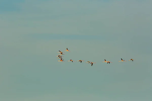 Flamingi Parku Przyrody Delta Ebre Tarragona Katalonia Hiszpania — Zdjęcie stockowe