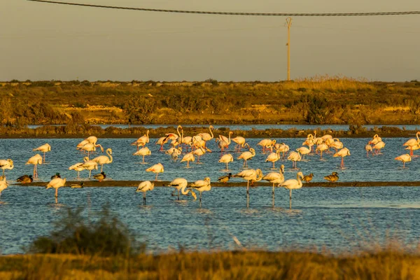 Flamingos Delta Ebre Nature Park Tarragona Katalánsko Španělsko — Stock fotografie