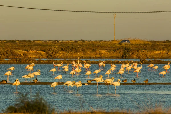 Flamingos Parque Natural Delta Ebre Tarragona Catalunha Espanha — Fotografia de Stock